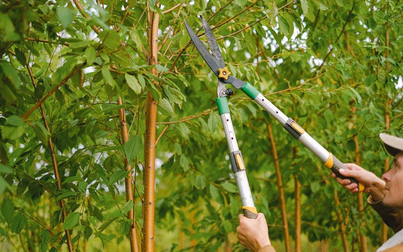 Tree trimming in Rayland, OH