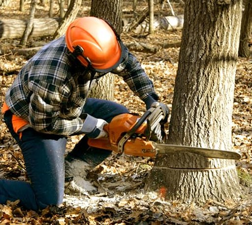 Tree Removal in Rayland, OH